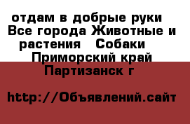 отдам в добрые руки - Все города Животные и растения » Собаки   . Приморский край,Партизанск г.